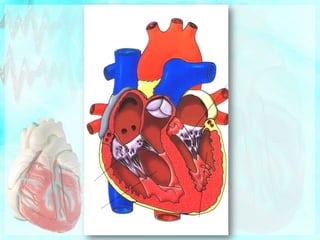 Espessura do MiocárdioParedes das aurículas – delgadasParedes  dos  ventrículos  - espessas (para impulsionarem o sangue)Parede do ventrículo esquerdo é mais espessa (tem que impulsionar o sangue para todo o corpo)