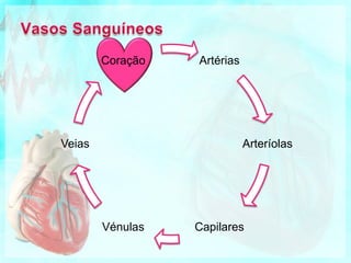 Circulação do sangue no coraçãoO sangue sai do coração, pelas artérias, passa para os capilares e volta ao coração pelas veias.ao ventrículo direito liga-se à artéria pulmonar;à aurícula esquerda ligam-se as veias pulmonares;ao ventrículo esquerdo liga-se a artéria aorta;à aurícula direita liga-se a veia cava superior e inferior.