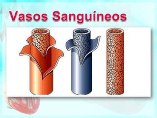 Vasos Sanguíneos