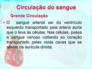 Circulação Sistémica ou Grande Circulação