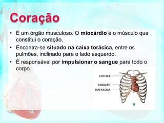 CoraçãoÉ um órgão musculoso. O miocárdio é o músculo que constitui o coração.Encontra-se situado na caixa torácica, entre os pulmões, inclinado para o lado esquerdo.É responsável por impulsionar o sangue para todo o corpo.