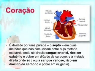 CoraçãoÉ dividido por uma parede – o septo – em duas metades que não comunicam entre si (a metade esquerda onde só circula sangue arterial, rico em oxigénio e pobre em dióxido de carbono; e a metade direita onde só circula sangue venoso, rico em dióxido de carbono e pobre em oxigénio). 
