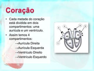 CoraçãoCada metade do coração está dividida em dois compartimentos: uma aurícula e um ventrículo. Assim temos 4 compartimentos:Aurícula Direita