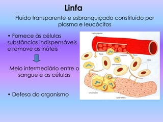 Linfa
  Fluído transparente e esbranquiçado constituído por
                  plasma e leucócitos

• Fornece às células
substâncias indispensáveis
e remove as inúteis


Meio intermediário entre o
  sangue e as células


• Defesa do organismo
 