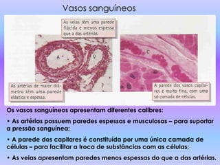 Vasos sanguíneos




Os vasos sanguíneos apresentam diferentes calibres:
• As artérias possuem paredes espessas e musculosas – para suportar
a pressão sanguínea;
• A parede dos capilares é constituída por uma única camada de
células – para facilitar a troca de substâncias com as células;
• As veias apresentam paredes menos espessas do que a das artérias.
 