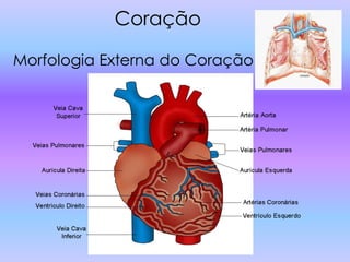 Coração

Morfologia Externa do Coração
 
