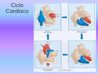 Ciclo
Cardíaco
 