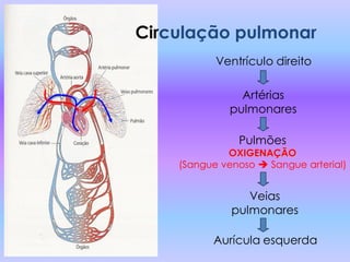 Circulação pulmonar
           Ventrículo direito

                Artérias
              pulmonares

               Pulmões
             OXIGENAÇÃO
    (Sangue venoso  Sangue arterial)


                 Veias
              pulmonares

          Aurícula esquerda
 