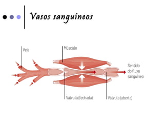 Vasos sanguíneos 