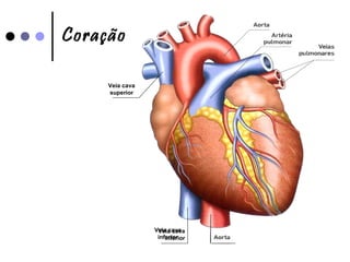 Coração Veia cava inferior Veia cava inferior Veia cava superior 