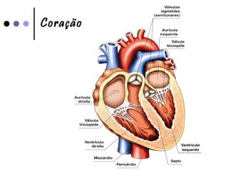 Coração Ventrículo esquerdo 