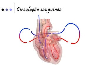 Circulação sanguínea 