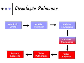 Circulação Pulmonar Ventrículo Direito Veias  e Vénulas Capilares  Pulmonares Artérias  e Arteríolas Artéria  Pulmonar Aurícula Esquerda Veias  Pulmonares 