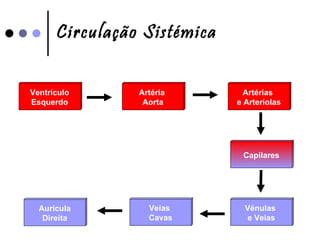 Circulação Sistémica   Ventrículo Esquerdo Veias  Cavas Vénulas  e Veias Capilares Artérias  e Arteríolas Artéria  Aorta Aurícula Direita 