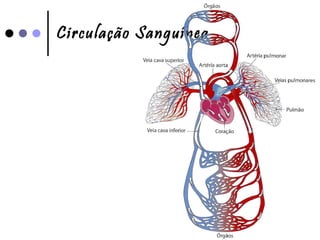 Circulação Sanguínea   