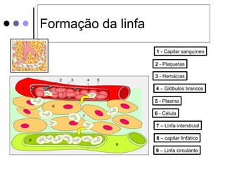 Formação da linfa 1  - Capilar sanguíneo 2  - Plaquetas 3  - Hemácias 4  – Glóbulos brancos 5  - Plasma 6  - Célula 7  – Linfa intersticial 8  – capilar linfático 9  – Linfa circulante 