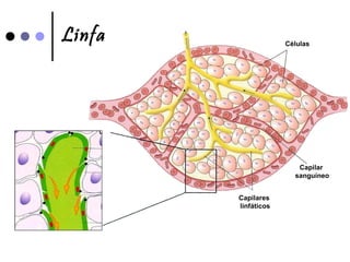 Linfa Células Capilar  sanguíneo Capilares  linfáticos 