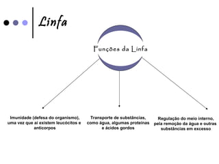 Linfa Imunidade (defesa do organismo), uma vez que aí existem leucócitos e  anticorpos Transporte de substâncias, como água, algumas proteínas e ácidos gordos Regulação do meio interno, pela remoção da água e outras  substâncias em excesso Funções da Linfa 