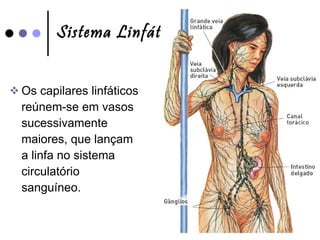 Sistema Linfático Os capilares linfáticos reúnem-se em vasos sucessivamente maiores, que lançam a linfa no sistema circulatório sanguíneo. 