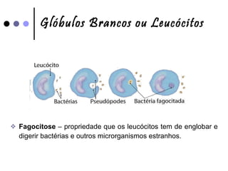 Glóbulos Brancos ou Leucócitos Fagocitose  – propriedade que os leucócitos tem de englobar e digerir bactérias e outros microrganismos estranhos. 