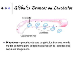 Glóbulos Brancos ou Leucócitos Diapedese  – propriedade que os glóbulos brancos tem de mudar de forma para poderem atravessar as  paredes dos capilares sanguíneos. 