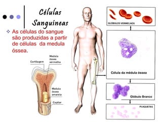 Células Sanguíneas As células do sangue são produzidas a partir de células  da medula óssea . Glóbulo Branco Célula da médula óssea 