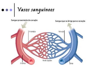 Vasos sanguíneos 