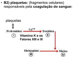 B2) plaquetas:  (fragmentos celulares) responsáveis pela  coagulação do sangue: plaquetas Vitamina K e os Fatores XIII e IX 