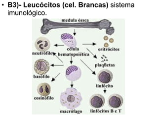 B3)- Leucócitos (cel. Brancas)  sistema imunológico.  