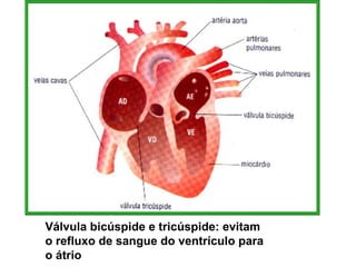 Válvula bicúspide e tricúspide: evitam o refluxo de sangue do ventrículo para o átrio 