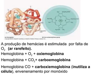 Hemoglobina + O 2  +  oxiemoglobina Hemoglobina CO +  carboxiemoglobina  ( inutiliza a célula ), envenenamento por monóxido Hemoglobina + CO 2 +  carboemoglobina A produção de hemácias é estimulada  por falta de O 2  (ar rarefeito). 