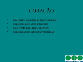 CORAÇÃO Dois átrios ou aurículas (parte superior) Separadas pelo septo interatrial Dois ventrículos (parte inferior) Separados pelo septo interventricular 