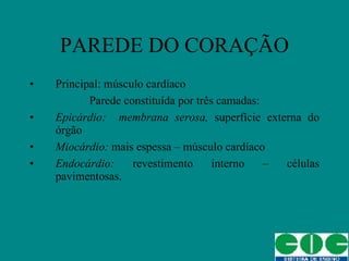 PAREDE DO CORAÇÃO Principal: músculo cardíaco Parede constituída por três camadas: Epicárdio:  membrana serosa,  superfície externa do órgão Miocárdio:  mais espessa – músculo cardíaco Endocárdio:  revestimento interno – células pavimentosas. 
