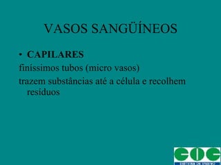CAPILARES finíssimos tubos (micro vasos) trazem substâncias até a célula e recolhem resíduos VASOS SANGÜÍNEOS 