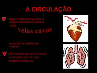 A CIRCULAÇÃO Depois desta troca gasosa, o sangue regressa ao coração pelas  carregado de  dióxido de carbono. Este sangue que entrou impuro no coração, tem de ir aos pulmões purificar-se. veias cavas 