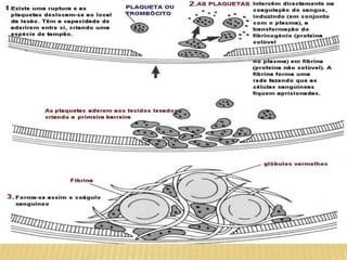 Sistema circulatório_Lidiane