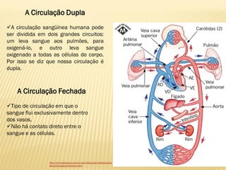 A Circulação Dupla
A circulação sangüínea humana pode
ser dividida em dois grandes circuitos:
um leva sangue aos pulmões, para
oxigená-lo, e outro leva sangue
oxigenado a todas as células do corpo.
Por isso se diz que nossa circulação é
dupla.



    A Circulação Fechada
Tipo de circulação em que o
sangue flui exclusivamente dentro
dos vasos.
Não há contato direto entre o
sangue e as células.




                 http://turmadomario.com.br/cms/index.php/Conteudo/Sis
                 tema-Circulatorio-Humano.html
 