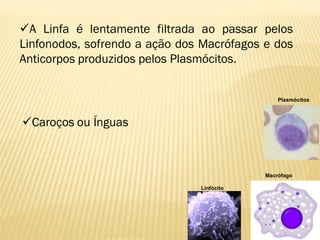 A Linfa é lentamente filtrada ao passar pelos
Linfonodos, sofrendo a ação dos Macrófagos e dos
Anticorpos produzidos pelos Plasmócitos.


                                               Plasmócitos



Caroços ou Ínguas



                                           Macrófago

                               Linfócito
 