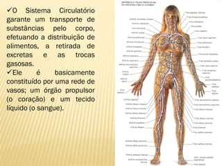 O Sistema Circulatório
garante um transporte de
substâncias pelo corpo,
efetuando a distribuição de
alimentos, a retirada de
excretas e as trocas
gasosas.
Ele       é    basicamente
constituído por uma rede de
vasos; um órgão propulsor
(o coração) e um tecido
líquido (o sangue).
 