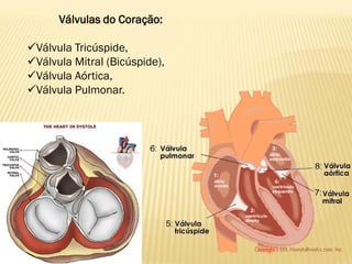 Válvulas do Coração:

Válvula Tricúspide,
Válvula Mitral (Bicúspide),
Válvula Aórtica,
Válvula Pulmonar.
 