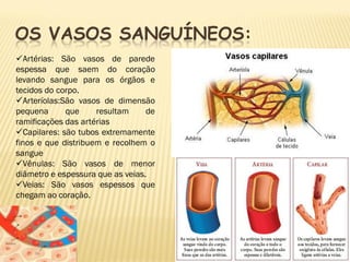 OS VASOS SANGUÍNEOS:
Artérias: São vasos de parede
espessa que saem do coração
levando sangue para os órgãos e
tecidos do corpo.
Arteríolas:São vasos de dimensão
pequena      que     resultam     de
ramificações das artérias
Capilares: são tubos extremamente
finos e que distribuem e recolhem o
sangue
Vênulas: São vasos de menor
diâmetro e espessura que as veias.
Veias: São vasos espessos que
chegam ao coração.
 