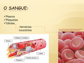 O SANGUE:
Plasma
Plaquetas
Células
             Hemácias
             Leucócitos
                          http://tudoquevocefazconta.wordpress.com/2010/06/10/a
                          ula-siga-a-sequencia-do-seu-caderno-7%C2%AA-serie/
 