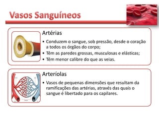 Artérias
• Conduzem o sangue, sob pressão, desde o coração
  a todos os órgãos do corpo;
• Têm as paredes grossas, musculosas e elásticas;
• Têm menor calibre do que as veias.


Arteríolas
• Vasos de pequenas dimensões que resultam da
  ramificações das artérias, através das quais o
  sangue é libertado para os capilares.
 