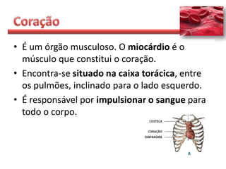 • É um órgão musculoso. O miocárdio é o
  músculo que constitui o coração.
• Encontra-se situado na caixa torácica, entre
  os pulmões, inclinado para o lado esquerdo.
• É responsável por impulsionar o sangue para
  todo o corpo.
 