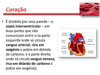 • É dividido por uma parede – o
  septo interventricular – em
  duas partes que não
  comunicam entre si (a parte
  esquerda onde só circula
  sangue arterial, rico em
  oxigénio e pobre em dióxido
  de carbono; e a parte direita
  onde só circula sangue venoso,
  rico em dióxido de carbono e
  pobre em oxigénio).
 