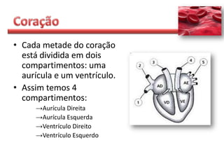 • Cada metade do coração
  está dividida em dois
  compartimentos: uma
  aurícula e um ventrículo.
• Assim temos 4
  compartimentos:
     →Aurícula Direita
     →Aurícula Esquerda
     →Ventrículo Direito
     →Ventrículo Esquerdo
 