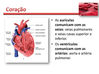 • As aurículas
  comunicam com as
  veias: veias pulmonares
  e veias cavas superior e
  inferior.
• Os ventrículos
  comunicam com as
  artérias: aorta e artéria
  pulmonar.
 