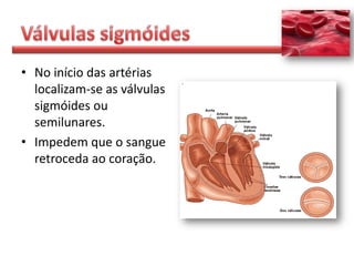 • No início das artérias
  localizam-se as válvulas
  sigmóides ou
  semilunares.
• Impedem que o sangue
  retroceda ao coração.
 