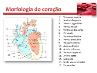 1.    Veias pulmonares
               2.    Aurícula Esquerda
               3.    Válvulas sigmóides
               4.    Válvula mitral
               5.    Ventrículo Esquerdo
               6.    Pericárdio
               7.    Ventrículo Direito
               8.    Válvula tricúspide
               9.    Veia cava inferior
               10.   Aurícula Direita
               11.   Artéria pulmonar
               12.   Veia cava superior
16
     14        13.   Artéria aorta
          15   14.   Miocárdio
               15.   Septo interventricular
               16.   Endocárdio
 