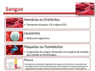 Hemácias ou Eritrócitos
• Transporte de gases: O2 e algum CO2.


Leucócitos
• Defesa do organismo.


Plaquetas ou Trombócitos
• Coagulação do sangue, formando uma espécie de tampão
  que impede as hemorragias.

Plasma
• Transporte de elementos figurados do sangue, de nutrientes, de produtos de
  excreção, de hormonas e de anticorpos; tem também um papel importante na
  coagulação do sangue, devido à presença de proteínas, como o fibrinogénio.
 